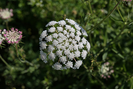 A closeup shot of a hemlock