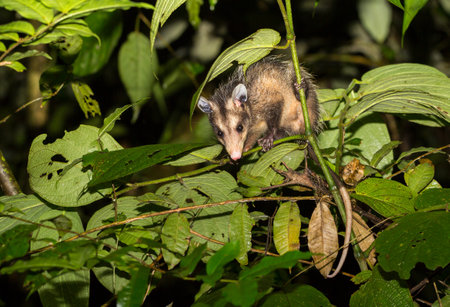 A nocturnal, Common opossum, Didelphus marsupialis, foraging at night in tropical rainforest. Prehensile tail curled around branch. Costa Ricaの写真素材