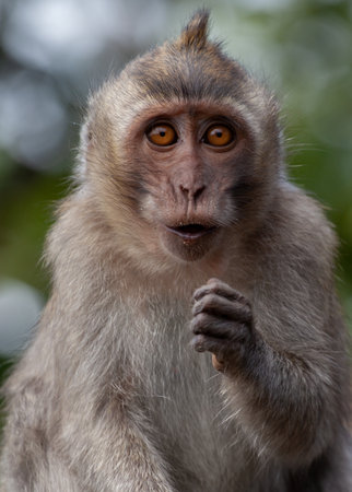 A vertical selective focus shot of long-tailed macaque