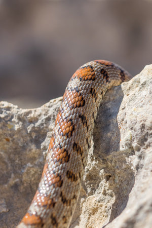 Close up macro shot of the scales of an adult Leopeard Snake or European ratsnake, Zamenis situla,...