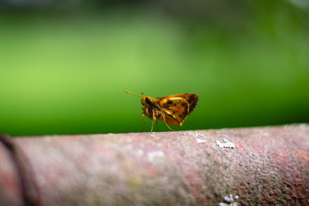 A selective focus shot of a brown butterfly outdoors on a green backgroundの写真素材