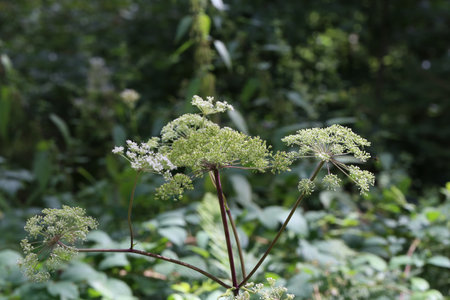 A white flowering plant, Caraway or meridian fennel