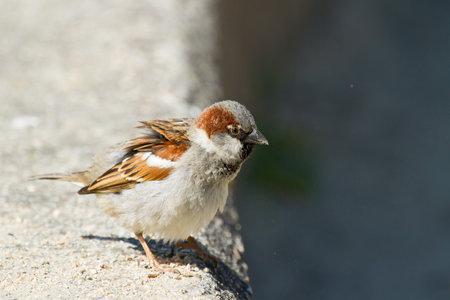 A selective focus closeup shot of a bird called House Sparrow during a sunny dayの写真素材