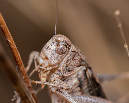 A closeup shot of a grasshopper with blurred backgroundの写真素材