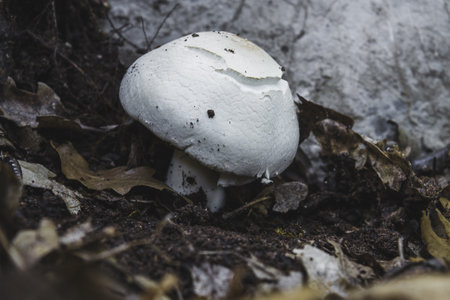 A closeup shot of a white fungus growing on a forest floorの写真素材