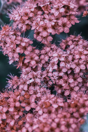 A vertical closeup shot of pink milkweed flowers in a gardenの写真素材