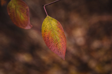 A selective focus shot of multicolored autumn leaf