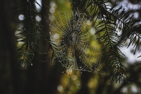 A closeup shot of spider web in the forestの写真素材