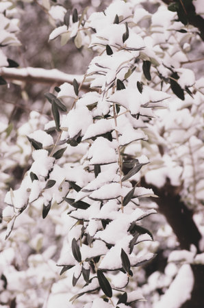 A beautiful shot of tree branches covered in snow - concept of winterの写真素材