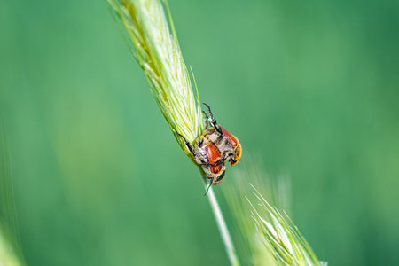 A closeup shot of a bug on the wheatgrass in the forest
