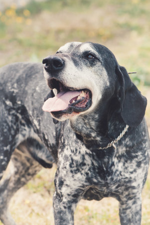 A vertical shot of a Pointer dog with open mouthの写真素材