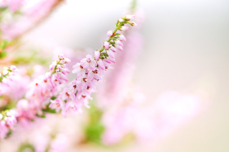 A closeup shot of blooming pink heather flowersの写真素材