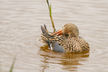 A female shoveler duck swimming at a lakeの写真素材