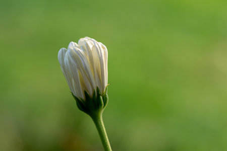 A closeup shot of a stunning chamomile flower budの写真素材