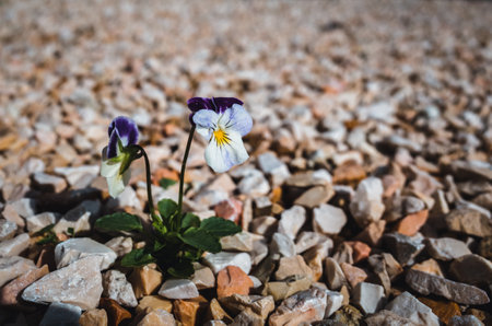 The beautifully blossomed  Wild pansy flowersの写真素材