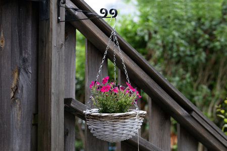 A pot of flowering petunia hangs on the hook.の写真素材