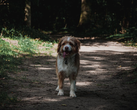 The fluffy adorable dog walking in the parkの写真素材