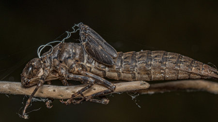 A macro shot of a creepy insect on a branchの写真素材