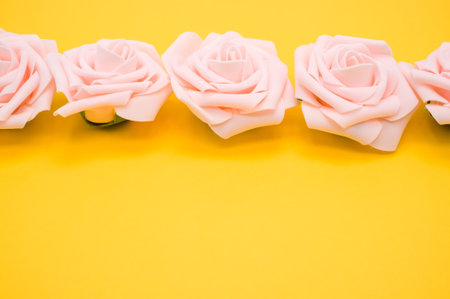 A closeup shot of a row of pink roses isolated on a yellow background with copy spaceの写真素材