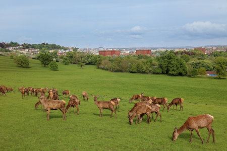 A herd of white-tailed deer grazing on the pasture during daytime in Bristol, UKの写真素材