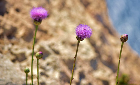 A closeup shot of Maltese centaury flowersの写真素材