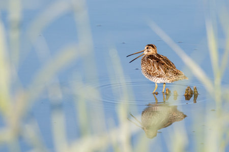 A common snipe perched on a rock by the sea at daytime