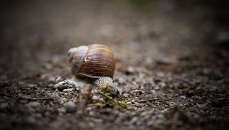 A closeup shot of a snail on the ground during daytime