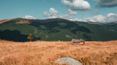 A beautiful view of a donkey grazing on a grass-covered field with the mountains in the backgroundの写真素材