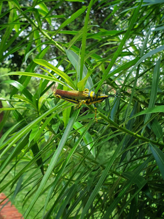 A vertical shot of a locust insect on a plant