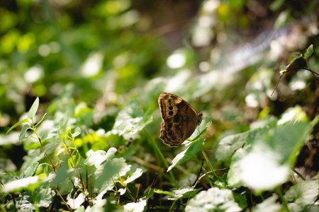 A selective focus shot of a brown butterfly on the greeneryの写真素材