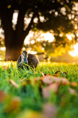A beautiful shot of a cute mallard walking on a grassの写真素材