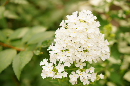 A closeup shot of phlox flowersの写真素材