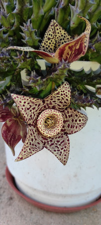 A closeup shot of a beautiful stapelia flowerの写真素材