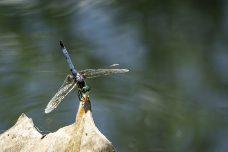 Detailed macro blue dasher on blue green bokeh background is a dragonfly of the skimmer family. It...