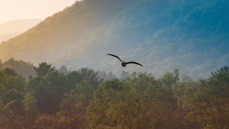 A majestic shot of a bird flying over a densely forested mountain range in Great Smoky Mountains National Park, United Statesの写真素材