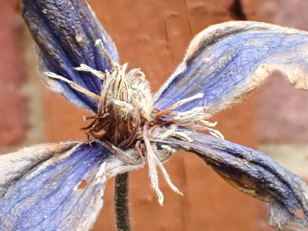 A closeup of a wilting blue clematis flower against a red brick wall at a gardenの写真素材