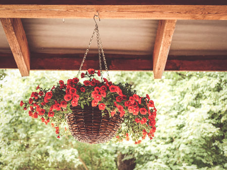 A decorative basket filled with beautiful flowers hanging from the wooden ceilingの写真素材