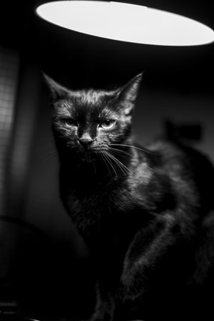 A closeup shot of a black cat under a focus light in a dark room - perfect for backgroundの写真素材