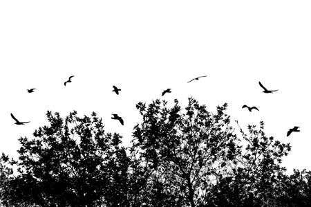 The silhouettes of tree and branches with flying birds on a white backgroundの写真素材