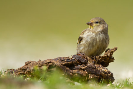 A closeup shot of a cute Carduelis bird resting on a trunk with a green backgroundの写真素材