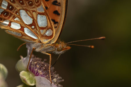 An amazing macro shot of a butterfly on a flower