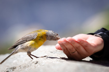 The Blue-and-yellow tanager bird eating seeds from someone's handの写真素材