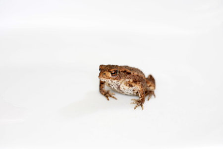 A closeup shot of a frog isolated on a white background