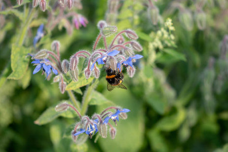 A selective focus shot of a bee on a beautiful borage flowerの写真素材