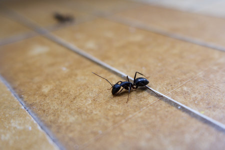 A closeup shot of ant on the cement floorの写真素材