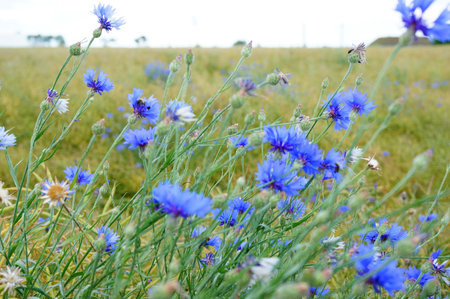 A field of mountain bluets