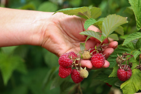 A closeup of a ripe raspberry bush in a human's hand