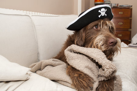 A closeup of a small brown labradoodle with a pirate hat lying on the couchの写真素材