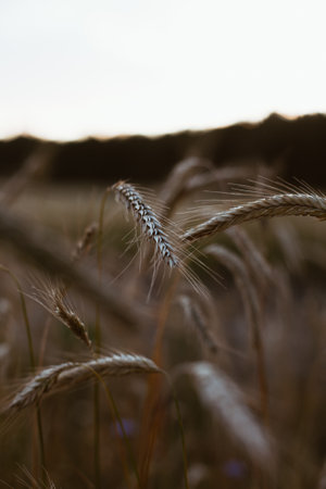 A closeup shot of a field of triticale wheat at sunset