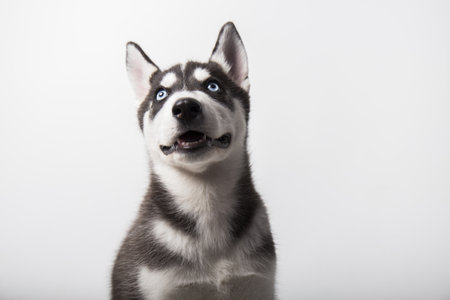 husky dog, black and white puppy with blue eyes, portrait, studio session with white background